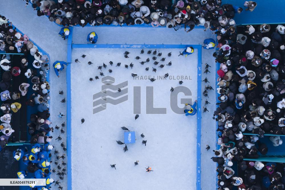 Tourism Penguins Parade - Harbin