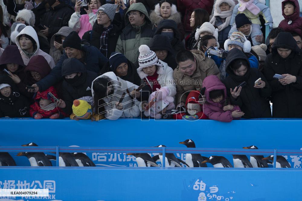 Tourism Penguins Parade - Harbin
