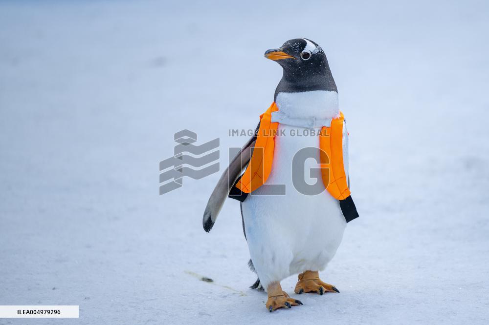 Tourism Penguins Parade - Harbin