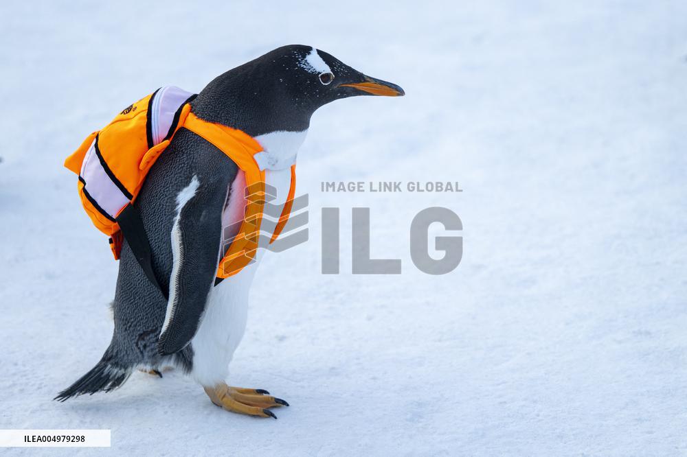 Tourism Penguins Parade - Harbin