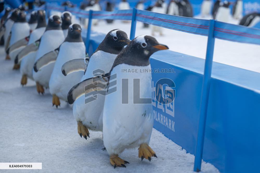 Tourism Penguins Parade - Harbin