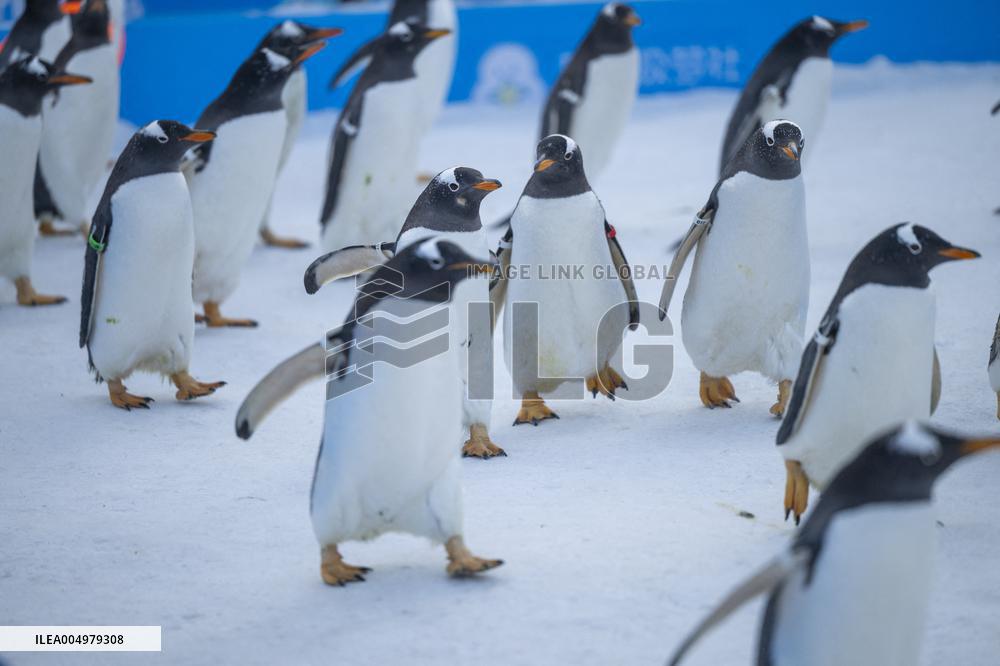 Tourism Penguins Parade - Harbin