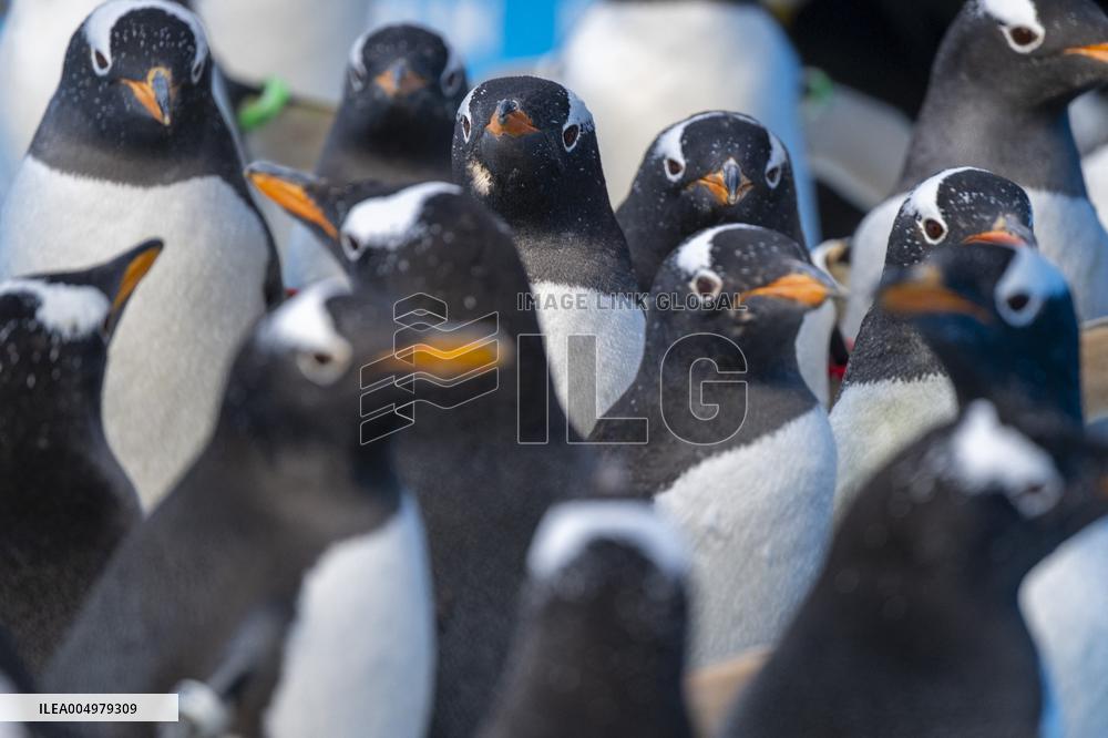 Tourism Penguins Parade - Harbin