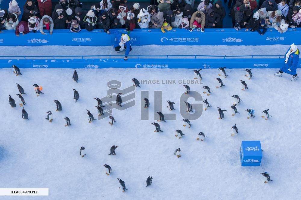 Tourism Penguins Parade - Harbin