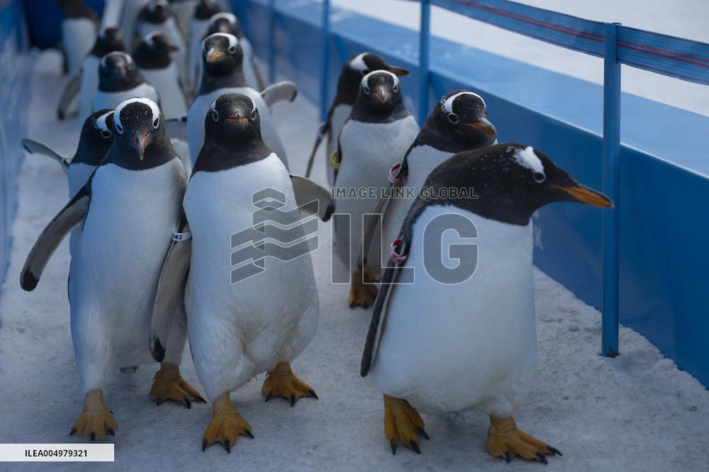Tourism Penguins Parade - Harbin