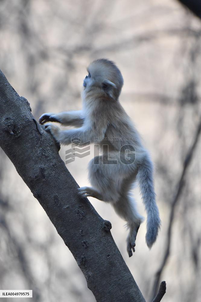 Golden Snub-Nosed Monkey - China