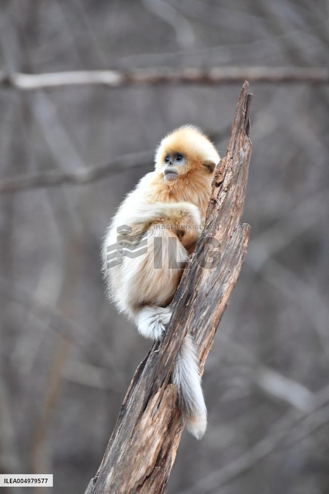Golden Snub-Nosed Monkey - China