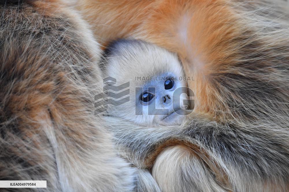 Golden Snub-Nosed Monkey - China