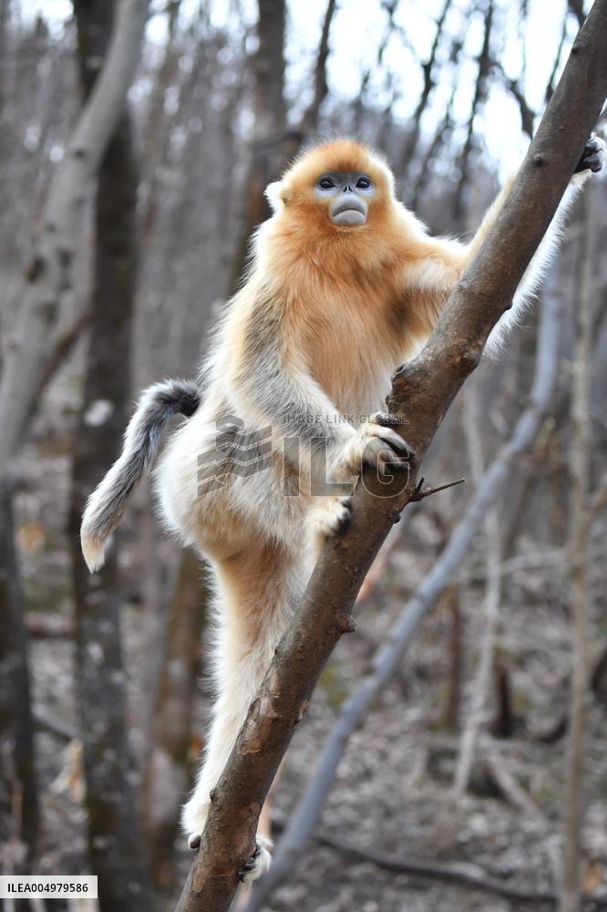 Golden Snub-Nosed Monkey - China