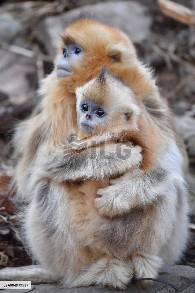 Golden Snub-Nosed Monkey - China