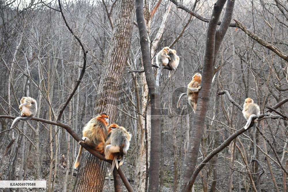 Golden Snub-Nosed Monkey - China