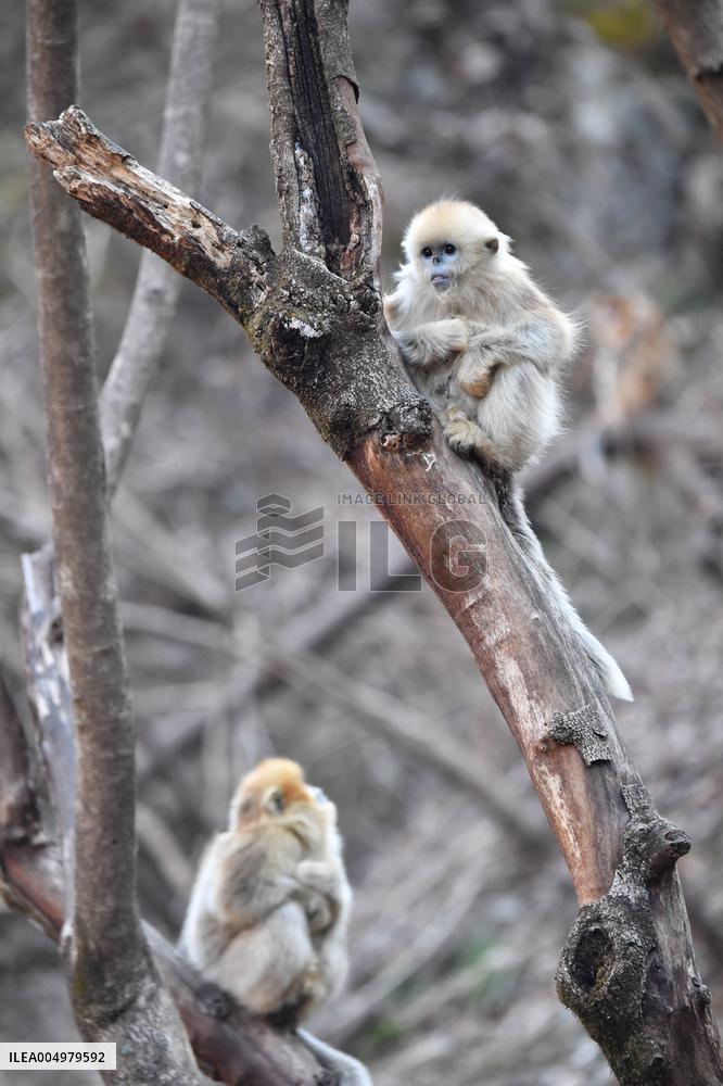 Golden Snub-Nosed Monkey - China