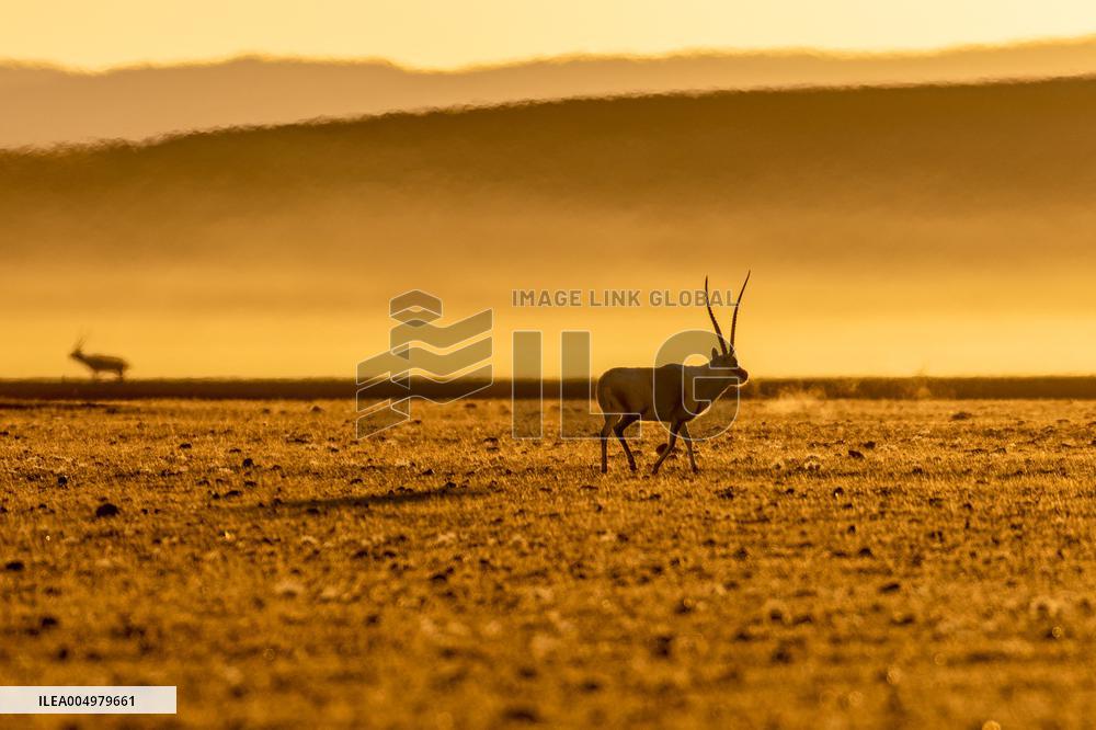 Changtang National Nature Reserve - China