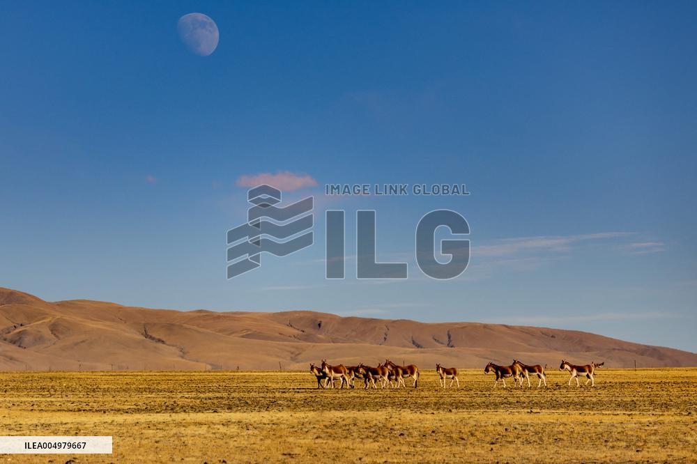Changtang National Nature Reserve - China