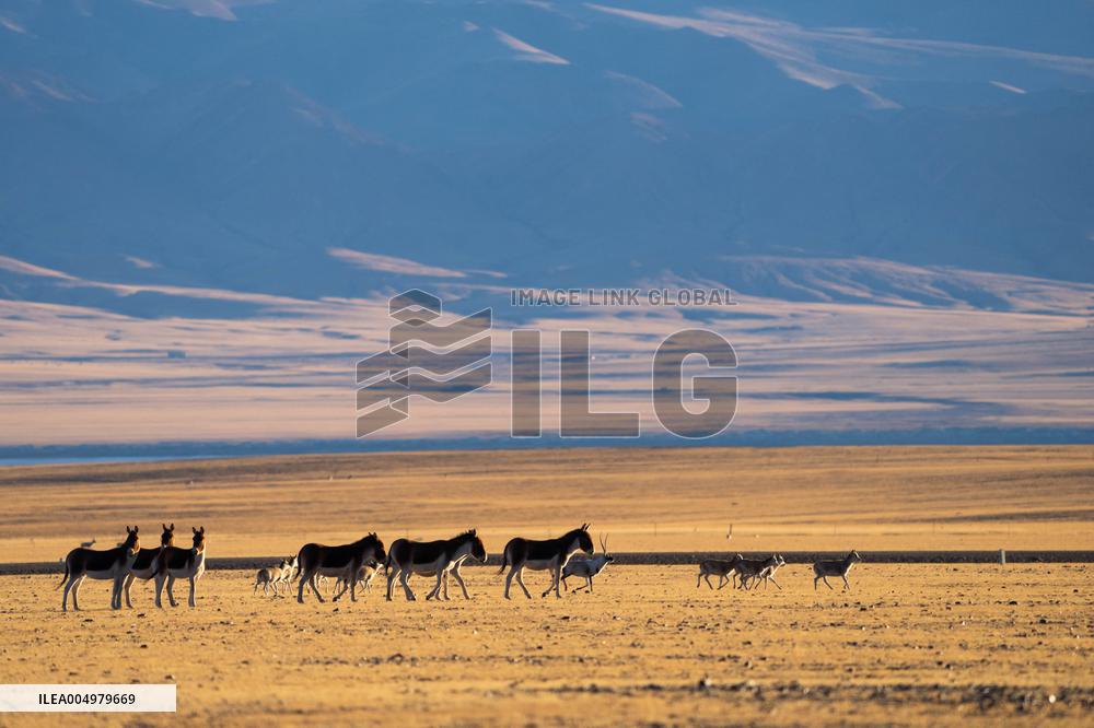 Changtang National Nature Reserve - China