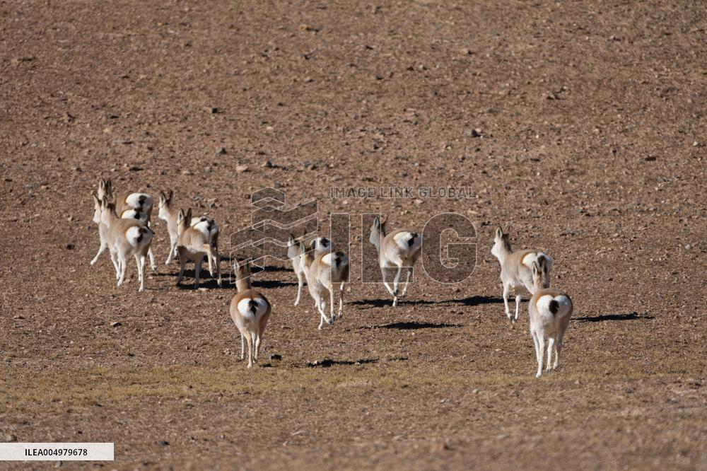 Changtang National Nature Reserve - China