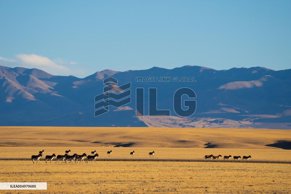 Changtang National Nature Reserve - China