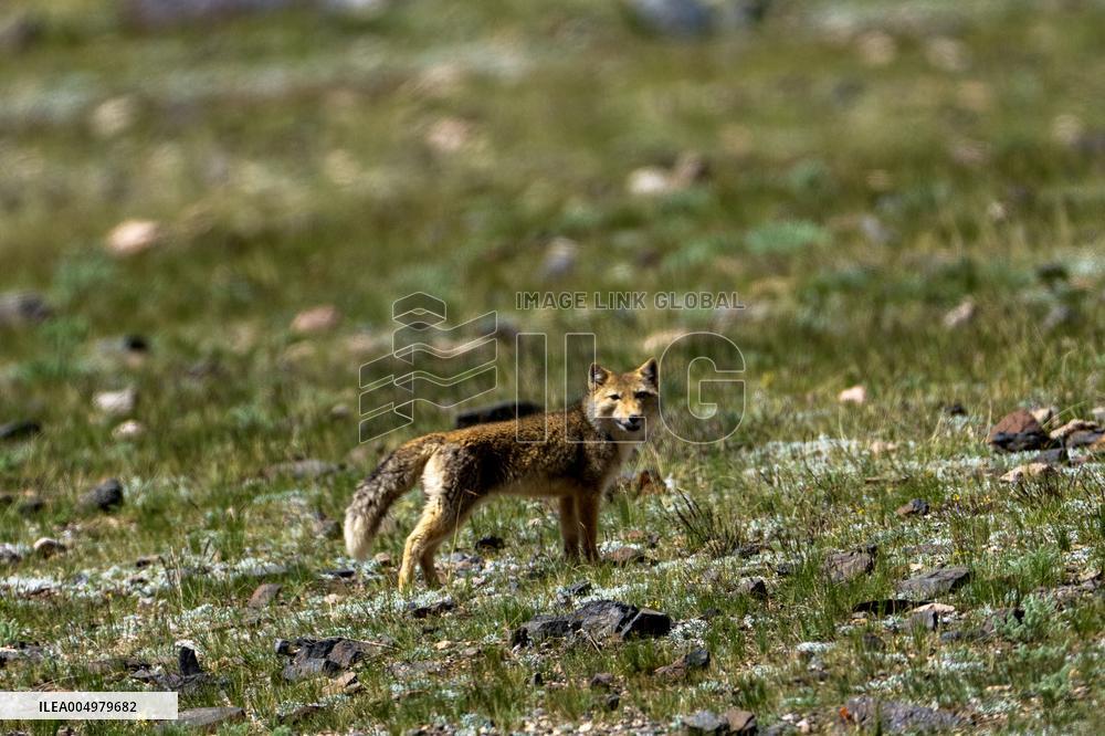 Changtang National Nature Reserve - China