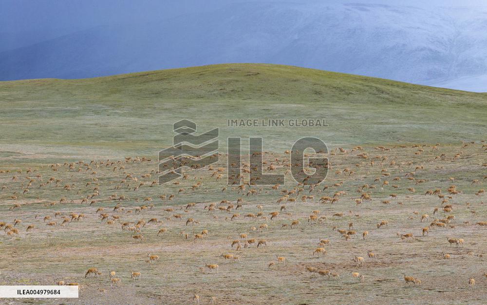 Changtang National Nature Reserve - China