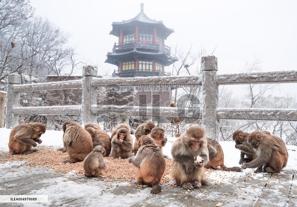 Snowy Landscapes - China