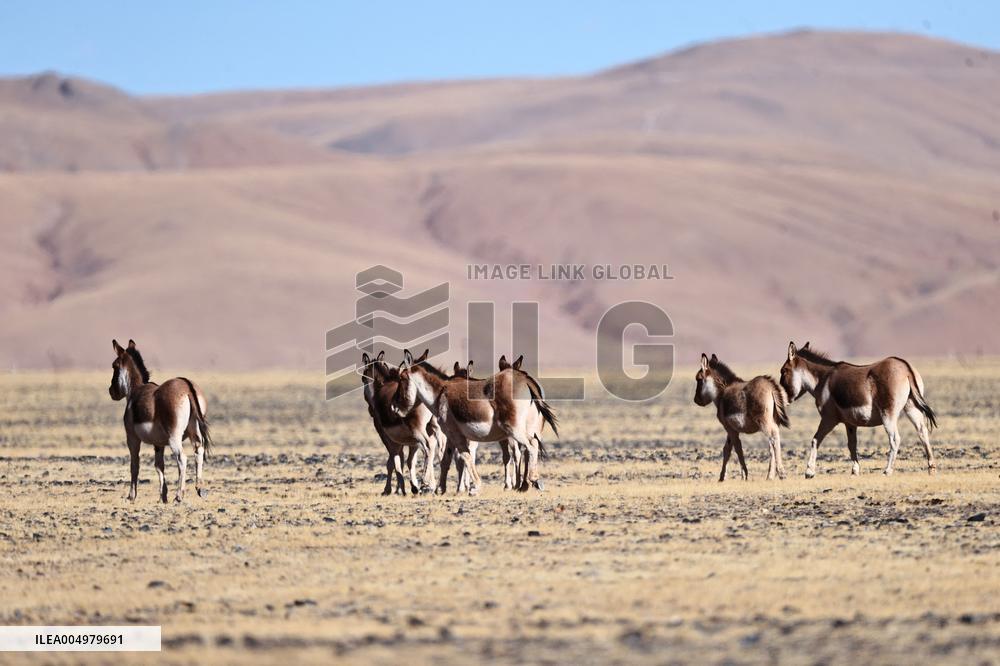 Changtang National Nature Reserve - China