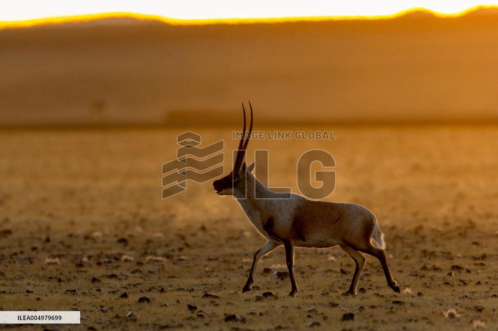 Changtang National Nature Reserve - China
