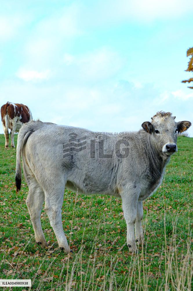 Cow And Cattle Illustrations As Lumpy Skin Disease Spreads - France