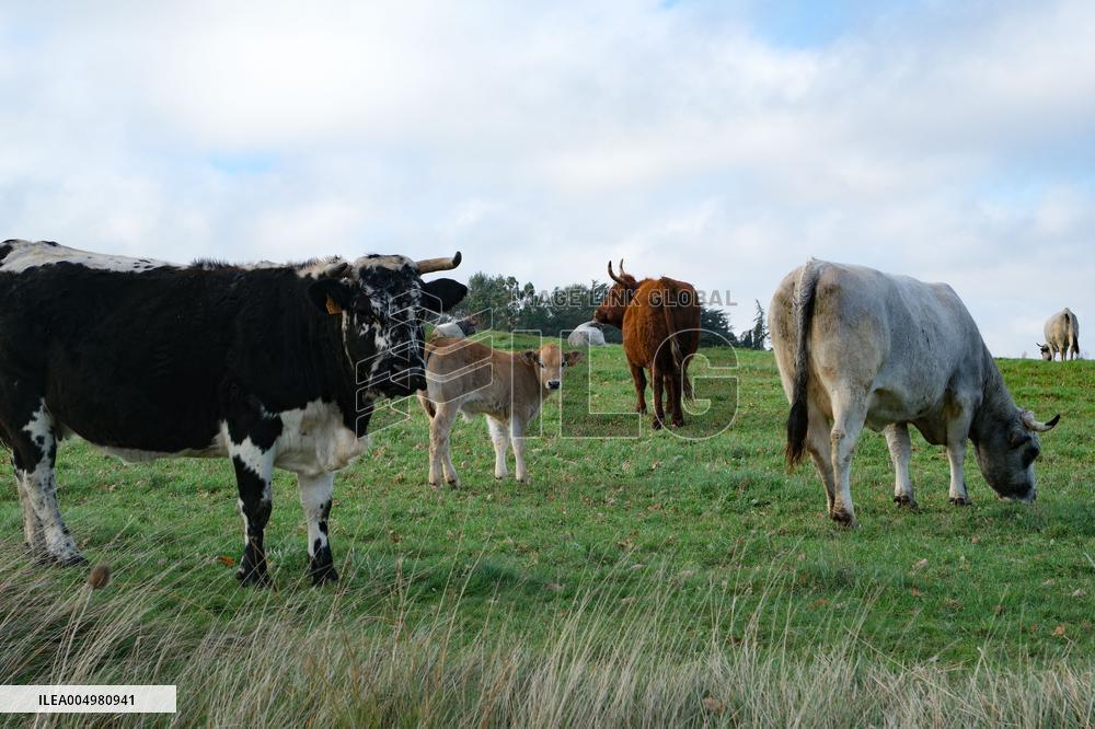 Cow And Cattle Illustrations As Lumpy Skin Disease Spreads - France