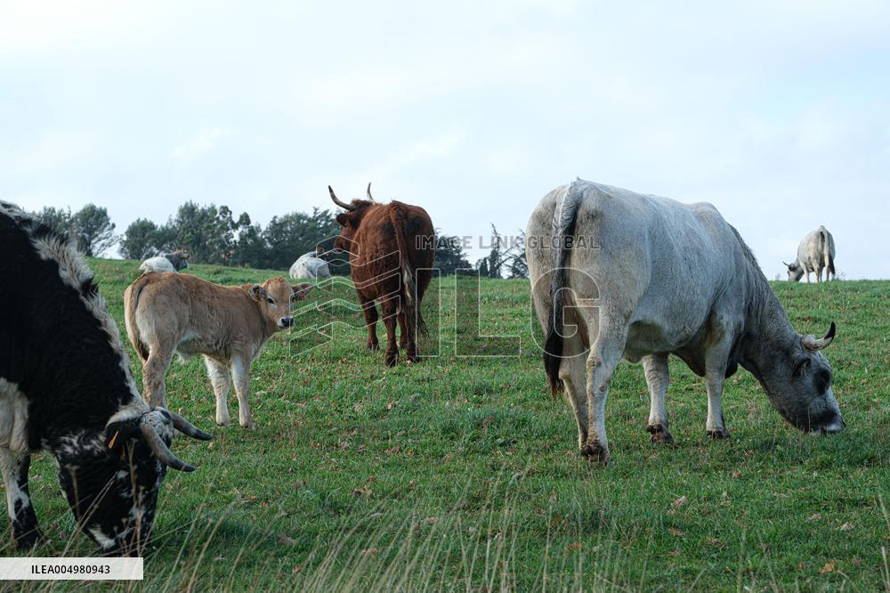 Cow And Cattle Illustrations As Lumpy Skin Disease Spreads - France