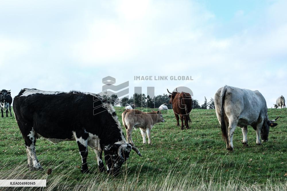 Cow And Cattle Illustrations As Lumpy Skin Disease Spreads - France