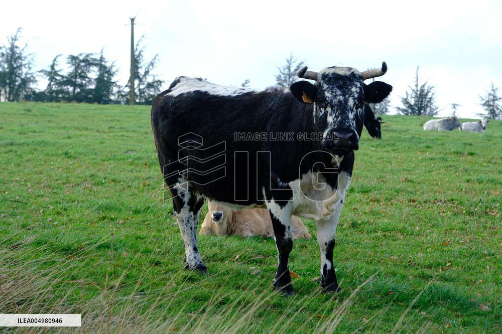 Cow And Cattle Illustrations As Lumpy Skin Disease Spreads - France