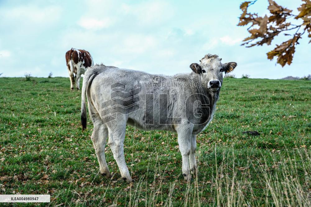 Cow And Cattle Illustrations As Lumpy Skin Disease Spreads - France
