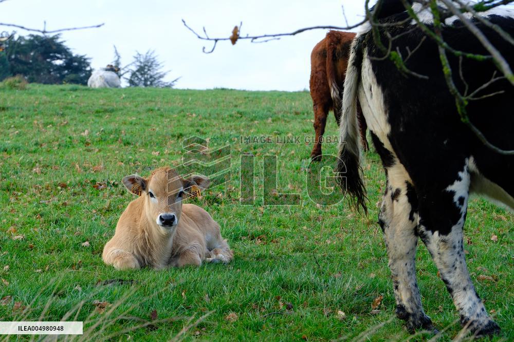 Cow And Cattle Illustrations As Lumpy Skin Disease Spreads - France