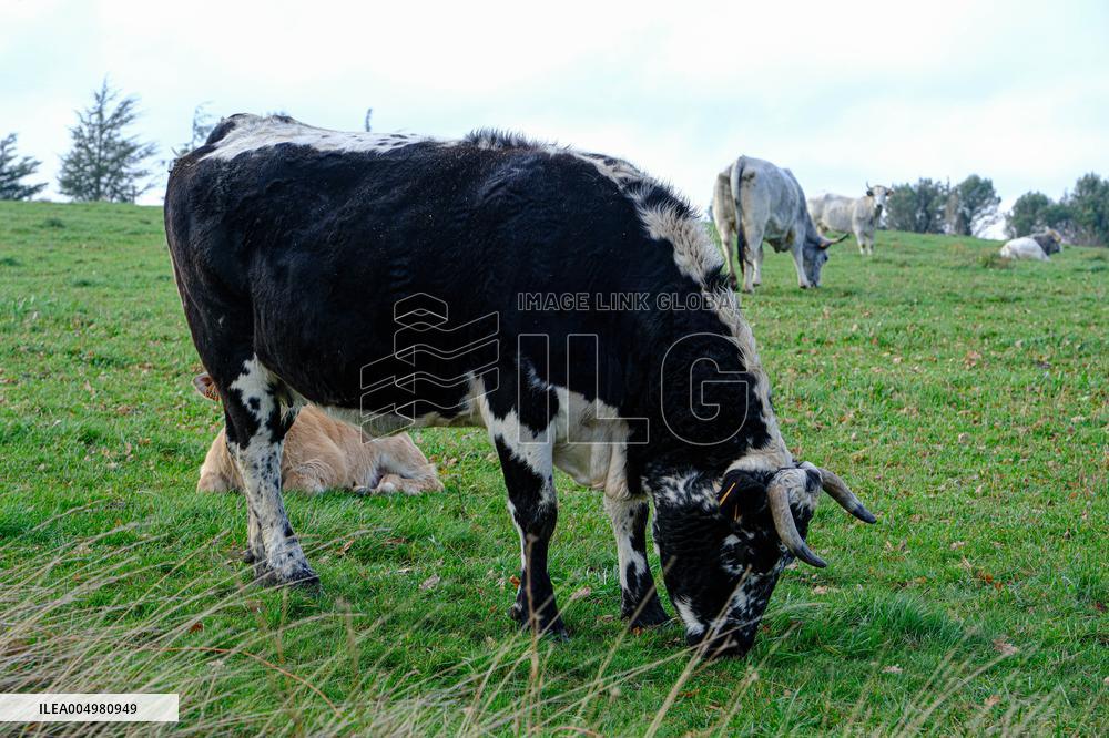 Cow And Cattle Illustrations As Lumpy Skin Disease Spreads - France