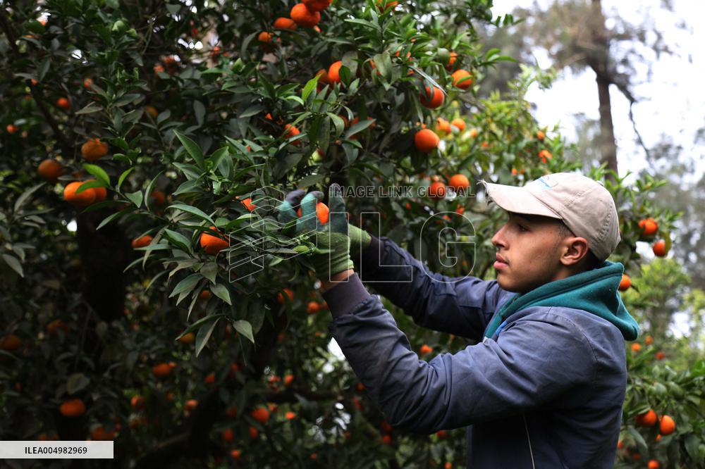 Farmer Harvests Mandarins In Boufarik - Algeria