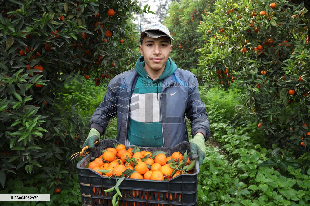 Farmer Harvests Mandarins In Boufarik - Algeria