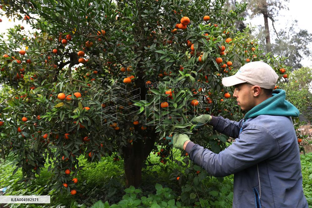 Farmer Harvests Mandarins In Boufarik - Algeria