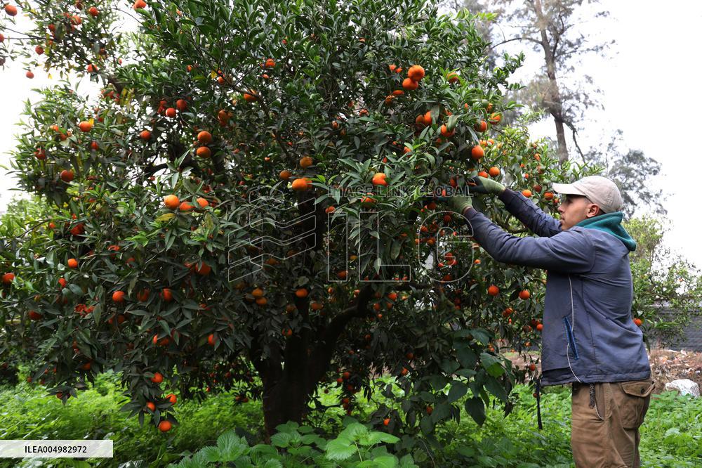 Farmer Harvests Mandarins In Boufarik - Algeria