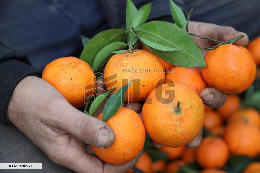 Farmer Harvests Mandarins In Boufarik - Algeria