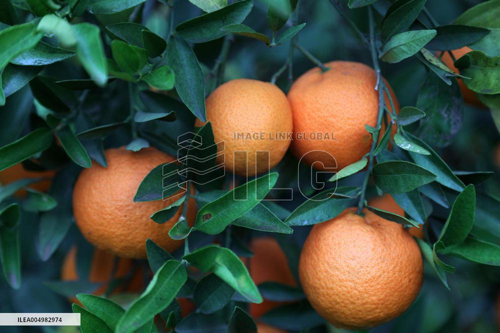 Farmer Harvests Mandarins In Boufarik - Algeria