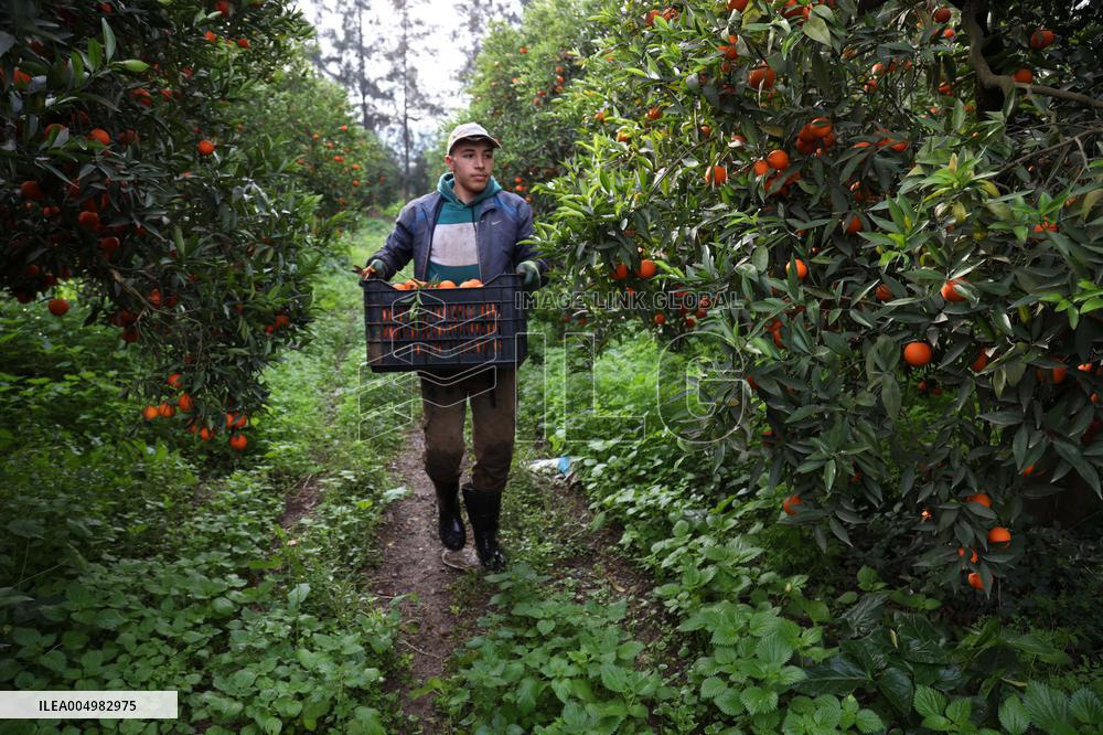 Farmer Harvests Mandarins In Boufarik - Algeria