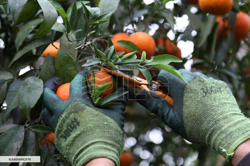 Farmer Harvests Mandarins In Boufarik - Algeria