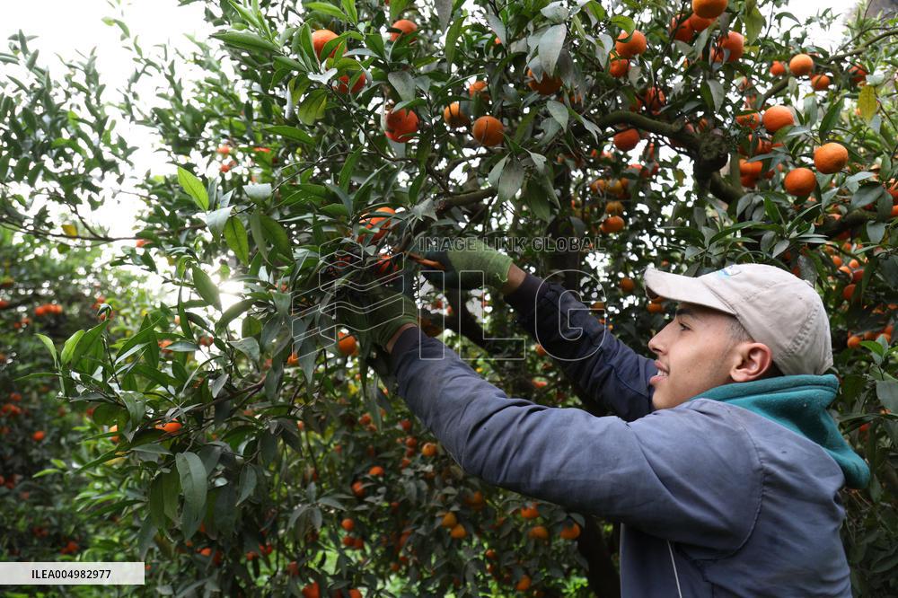 Farmer Harvests Mandarins In Boufarik - Algeria