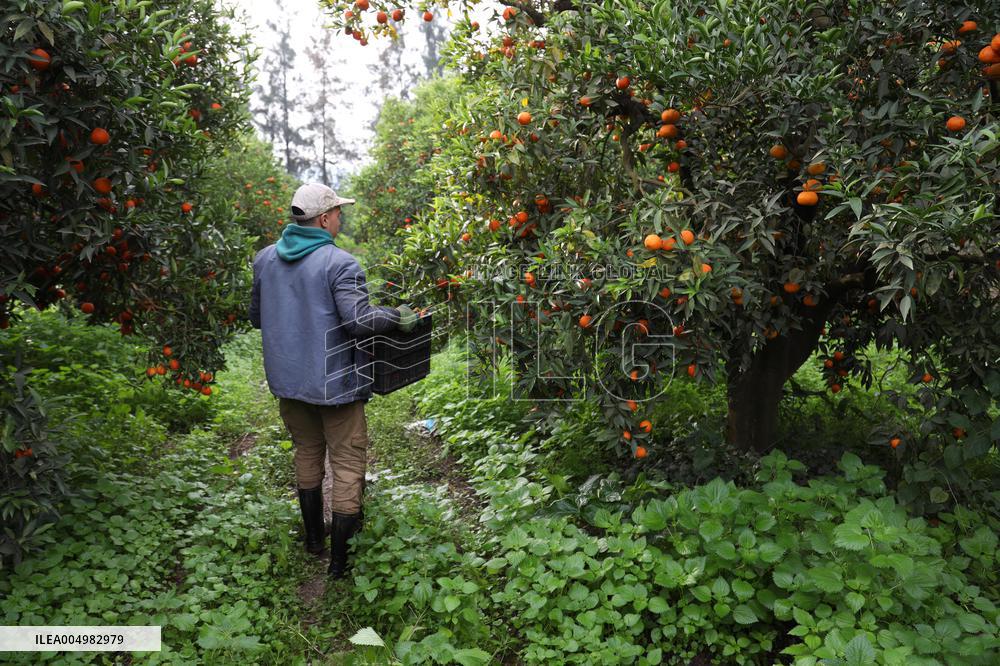 Farmer Harvests Mandarins In Boufarik - Algeria