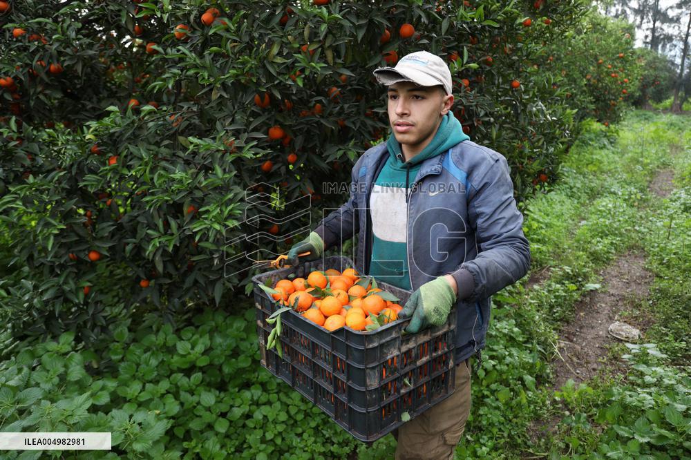 Farmer Harvests Mandarins In Boufarik - Algeria