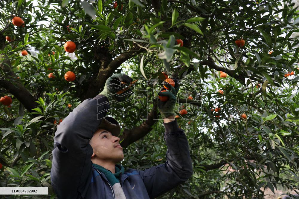 Farmer Harvests Mandarins In Boufarik - Algeria