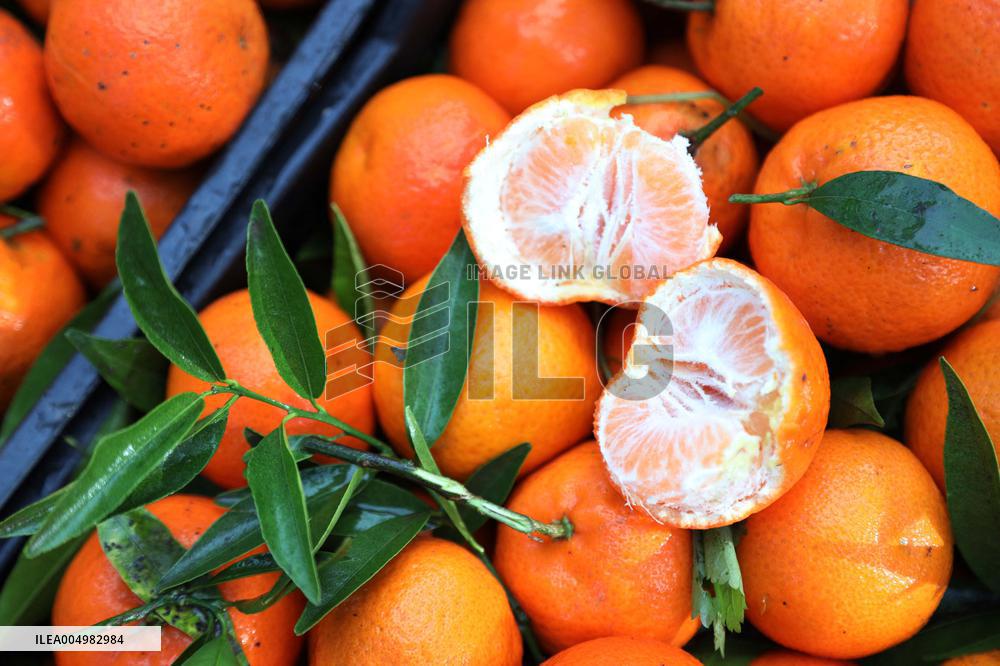 Farmer Harvests Mandarins In Boufarik - Algeria