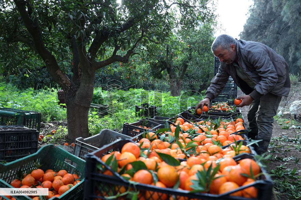 Farmer Harvests Mandarins In Boufarik - Algeria