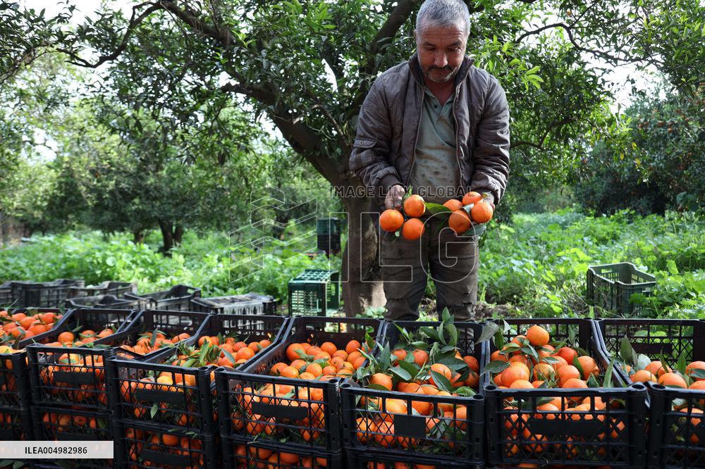 Farmer Harvests Mandarins In Boufarik - Algeria