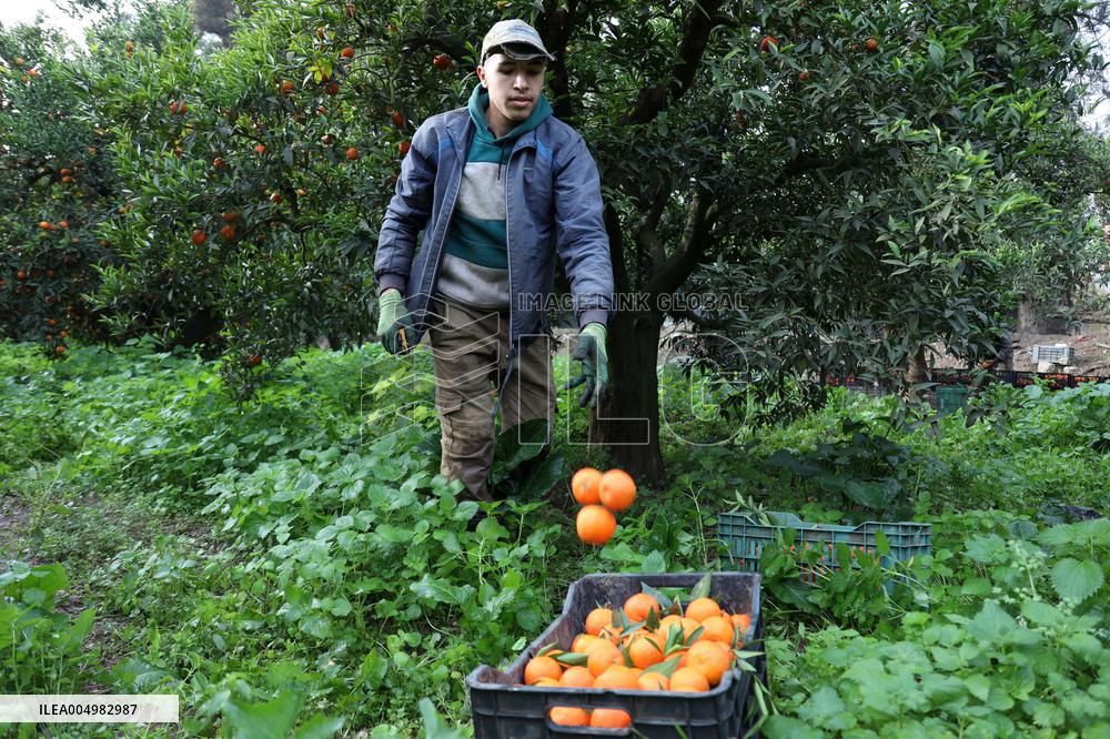Farmer Harvests Mandarins In Boufarik - Algeria